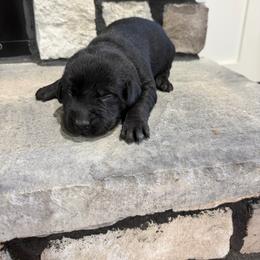Lime Green- Boy - Black male Labrador Retriever puppy in Monticello, Kentucky from Cody Sullivan