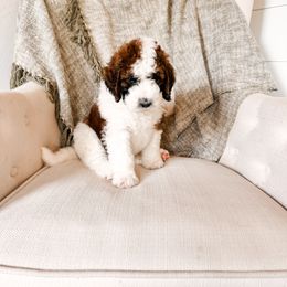 Liberty - Mahogany and white female Saint Berdoodle puppy in Beaver, Utah from Rocky Ridge Ranch