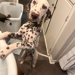 Mae - White and liver brown female Dalmatian puppy in Westworth Village, Texas from Bri’s Spot Garden - Glasscock Dalmatians