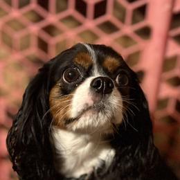 Nettie - Cavalier King Charles Spaniel