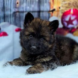 Alastor - Black Collar - Sable male German Shepherd puppy in Hawthorne, Florida from Lace's High Flying German Shepherds And Golden Retrievers