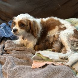 Bella - Cavapoo