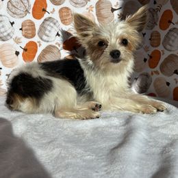 Ann - Parti female Yorkshire Terrier puppy in Mountain Grove, Missouri from Happy Hounds and More🐾