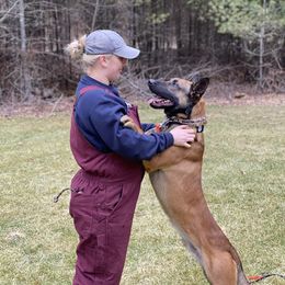 Australian Shepherd, Belgian Malinois, and Dutch Shepherd All Grown Up from Paws Laws k9