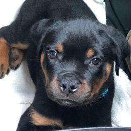 Rottweiler Puppies from Bronx Von Bridges Rottweilers