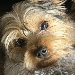 Yorkshire Terriers from Prestige Yorkies of Virginia