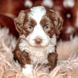 Rosie - Chocolate female Australian Labradoodle puppy in Decatur, Alabama from Southern Meadows Doodles