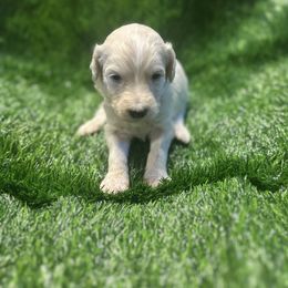 Demps - White female Sheepadoodle puppy in Franklin, Texas from Cross Doodles