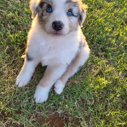 Australian Shepherd Puppies from Red Wagon Aussies