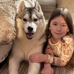 Tune - Gray and white male Siberian Husky puppy in Williamstown, Massachusetts from Gallipoli Pine Siberians
