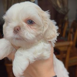 Boy 4 - Cream and white male Shih Tzu puppy in Lakeland, Florida from The Townsend Tzu