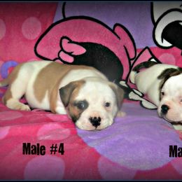 American Bulldog and French Bulldog Puppies from BackyardfinestBullys