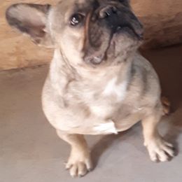French Bulldogs from Boxed-N-Ranch
