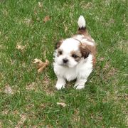 Shichon and Shih Tzu Puppies from Angie’s Teddy Bear Puppies Minnesota
