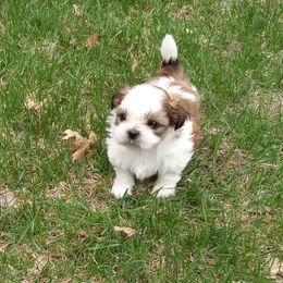 Shichon and Shih Tzu Puppies from Angie’s Teddy Bear Puppies Minnesota
