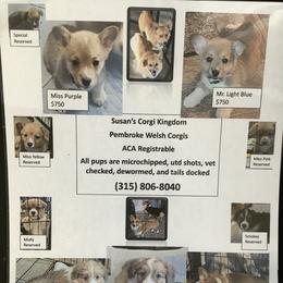 Pembroke Welsh Corgi Puppies from Susan's Corgi Kingdom