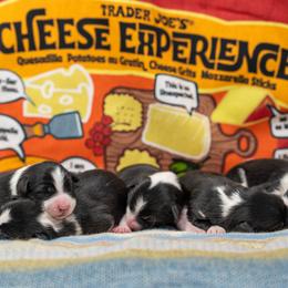 Sporty Mix puppies from Old Hemp Border Collies / Open Horizon Sport Dogs
