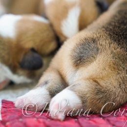 Pembroke Welsh Corgi Puppies from Indiana Corgis LLC