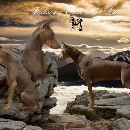 Latte - Doberman Pinscher