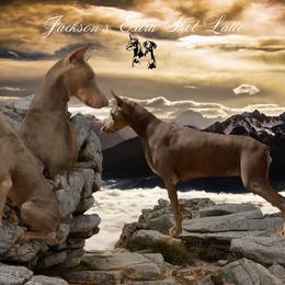 Latte - Doberman Pinscher