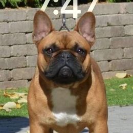 Ragnar - French Bulldog