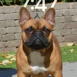 Ragnar - French Bulldog