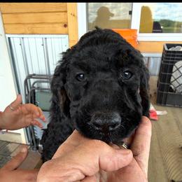 Aster - Sable male Poodle puppy in Hillman, Minnesota from Granite Valley Poodles