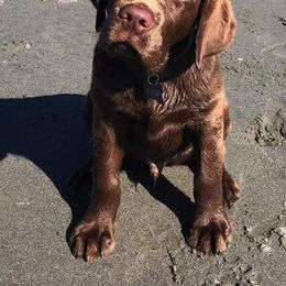 Labrador Retriever Puppies from Warnow Labradors