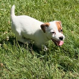 Order of pick determined by order of deposits - White and tan male Russell Terrier puppy in Andover, Connecticut from Frog Hollow Farm