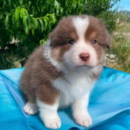 Gerlinde-Red tri female - Red tri-color female Australian Shepherd puppy in Castle Rock, Washington from Zoolo Kennels