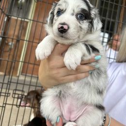 Australian Shepherd Puppies from DB Legends