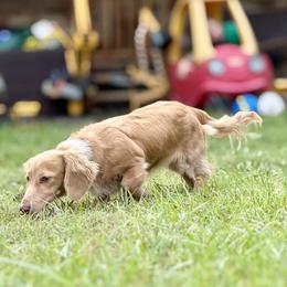 Dachshund All Grown Up from Triple S Dachshunds