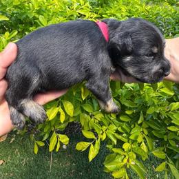 Boy 6 Red collar - Black and silver male Miniature Schnauzer puppy in Miami, Florida from AKC Puppies 2 Love