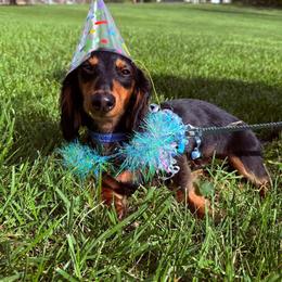 Dachshund All Grown Up from Oakleys Dachshund Haven