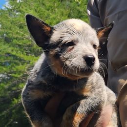 Blue Collar - Blue speckled male Australian Cattle Dog puppy in Smyrna, South Carolina from Wood Haven Farm of SC