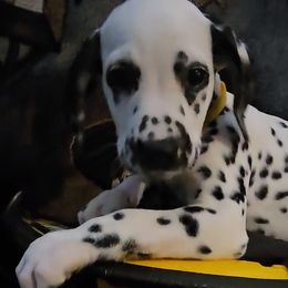 YELLOW - White and black Dalmatian puppy in Adamstown, Maryland from Sprinkled with Hearts Dalmatians