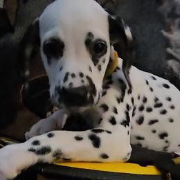 YELLOW - White and black Dalmatian puppy in Adamstown, Maryland from Sprinkled with Hearts Dalmatians