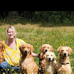 Golden Retriever Puppies from Sheaman Farm