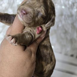 Marbella - Merle female Goldendoodle puppy in Austin, Texas from Austin Doodles & Poodles