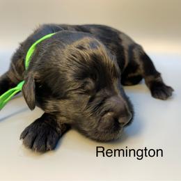 Remington - Black male Goldendoodle puppy in New Ringgold, Pennsylvania from Hawk Mountain Doodles