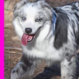 Sky - Australian Shepherd