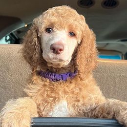 Girl 2 - Apricot Poodle puppy in Oceanside, New York from Anastasia STANDARD Poodles three four seven seven five four two three four five