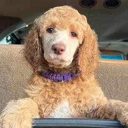 Girl 2 - Apricot Poodle puppy in Oceanside, New York from Anastasia STANDARD Poodles three four seven seven five four two three four five