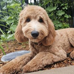 Mocha - Goldendoodle