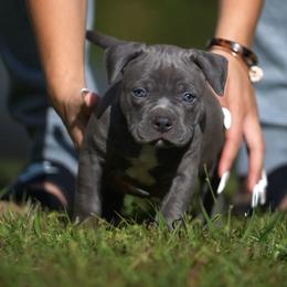 American Bully Puppies from Manuia Kennels
