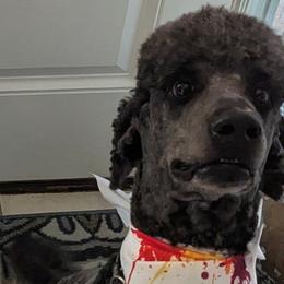 Charlie - Poodle