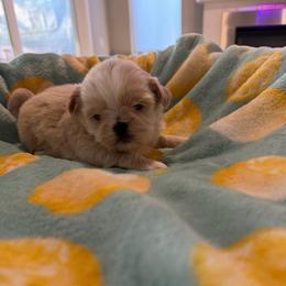 Darnold - Gold and white male Shih Tzu puppy in Kent, Washington from Exclusively Shih Tzu's LLC