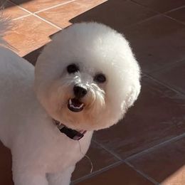 Bichon Frises and Poodles from Casa de Curls