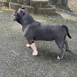 American Bully Puppies from Manuia Kennels