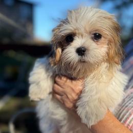 Athena - Gold and white female Shih Tzu puppy in Chattanooga, Tennessee from Joyfull Pals